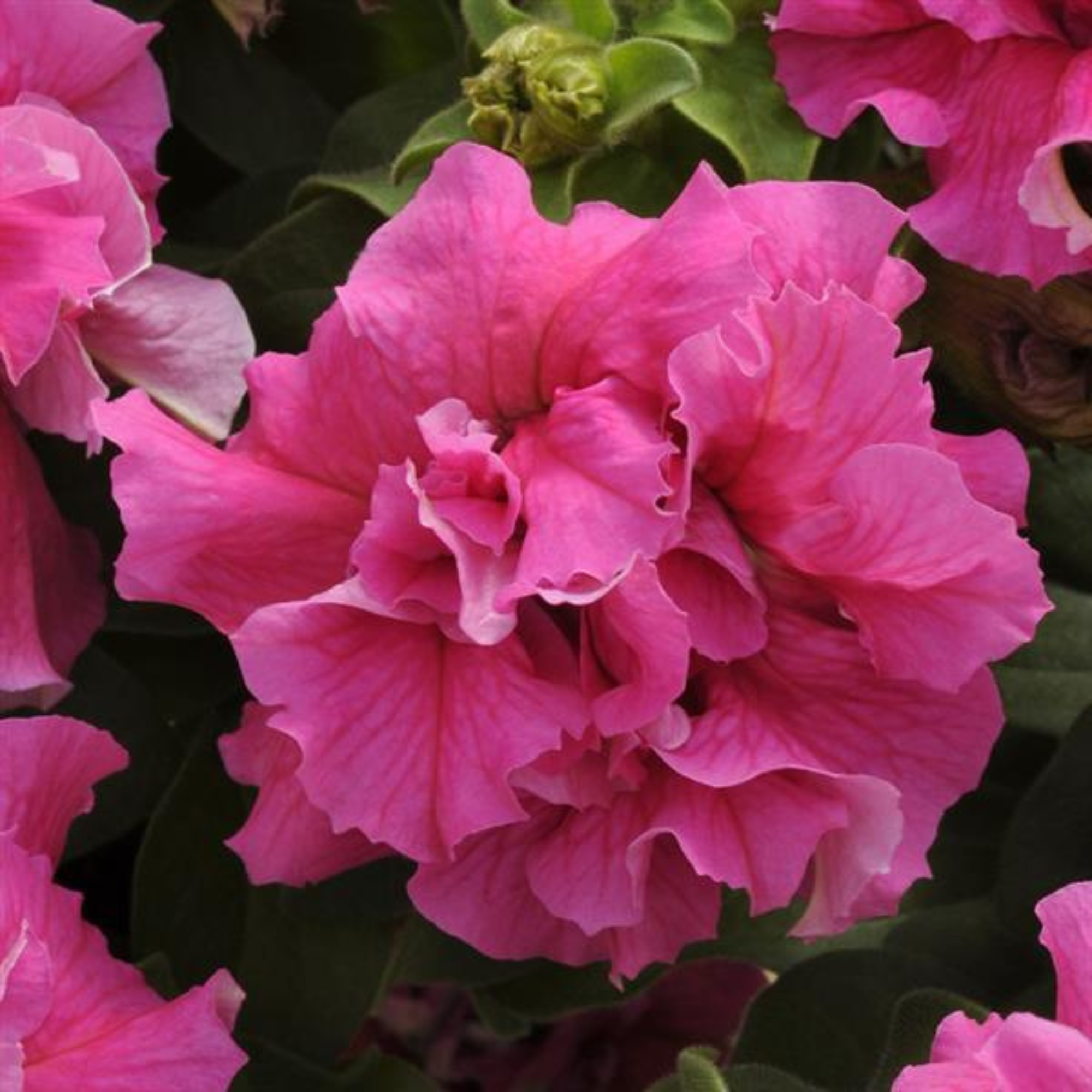 Seeds: Petunia - Double Cascade Series Flower Garden - Pelleted - Pink - Buy Non-GMO Petunia x hybrida Farm & Gardening Seeds On